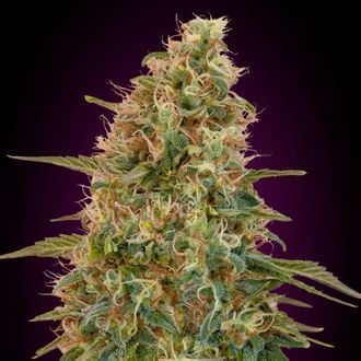 Auto Zkittlez (Advanced Seeds) feminizada