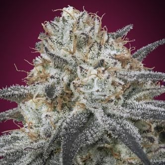 Auto Slurricane (Advanced Seeds) feminizada