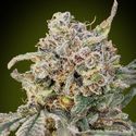 Auto Somango Glue (Advanced Seeds) feminizada