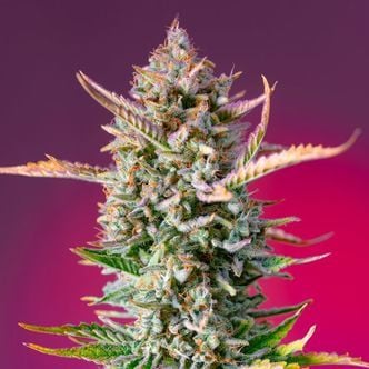 Gorilla Sherbet - F1 Fast Version (Sweet Seeds) feminized