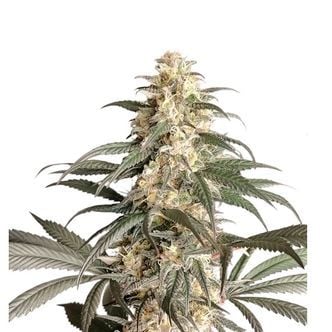 Black Lebanon (Super Sativa Seed Club) feminizada