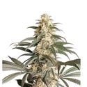 Black Lebanon (Super Sativa Seed Club) feminizada