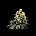 Bruce Lemon Diesel (Super Sativa Seed Club) feminizada