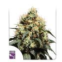 Bruce Lemon Diesel (Super Sativa Seed Club) feminizada