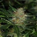 Dream Sherbet Auto (Kannabia) feminizada