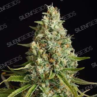 Amnesia Lemon (Silent Seeds) feminizada