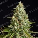 Amnesia Lemon (Silent Seeds) feminizada