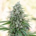 Critical Mango (Silent Seeds) feminizada