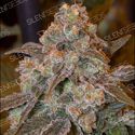 Gorilla Frost (Silent Seeds) feminizada