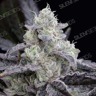 LA Vanilla Cake (Silent Seeds) feminizada