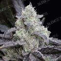 LA Vanilla Cake (Silent Seeds) feminizada