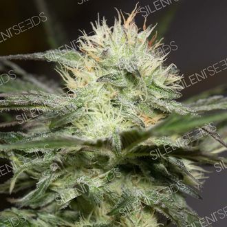 Lemon Sorbet (Silent Seeds) feminizada