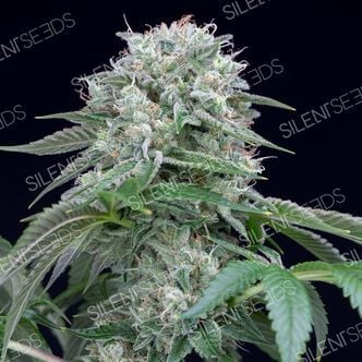 Starfire OG (Silent Seeds) feminizada