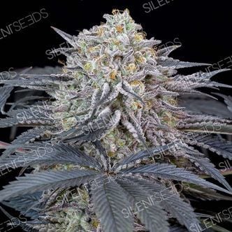 Watermelon Runtz (Silent Seeds) feminized