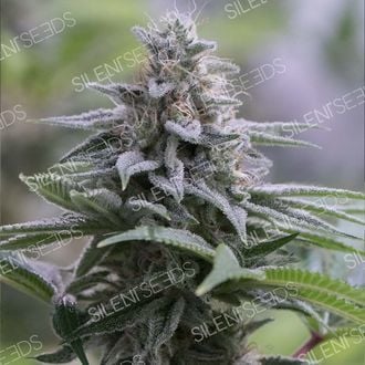 Zkittlez 2.0 (Silent Seeds) Feminizada