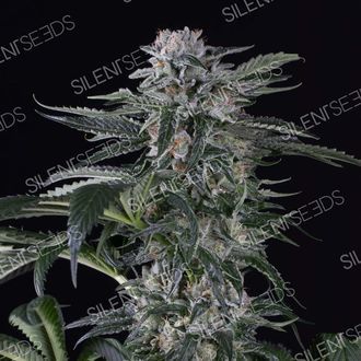 Moby Dick Auto (Silent Seeds) feminizada