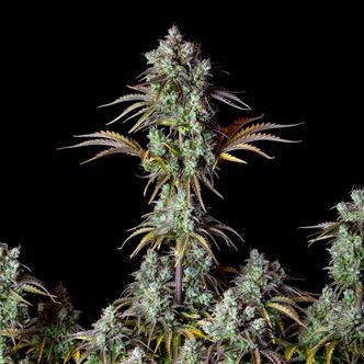 Original Big Bud Auto (FastBuds) feminizada