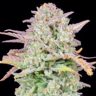 Original Trainwreck Auto (FastBuds) feminizada