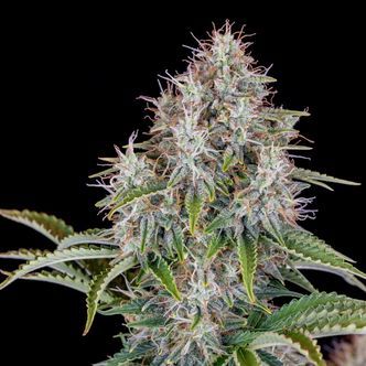 Original Cinderella Auto (FastBuds) feminizada