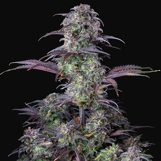 Original Blueberry Auto (FastBuds) feminizada