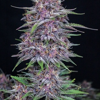 Banana Purple Punch Auto (FastBuds) feminizada
