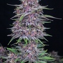 Banana Purple Punch Auto (FastBuds) feminizada