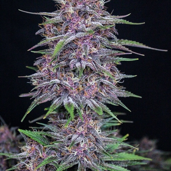 Banana Purple Punch Auto (FastBuds) feminizada