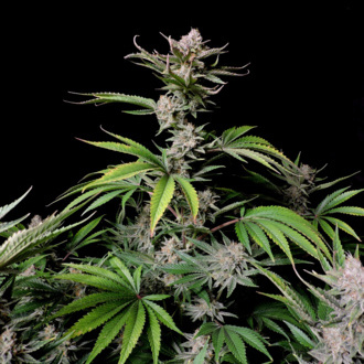 Cherry Cola Auto (FastBuds) feminizada