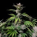 Cherry Cola Auto (FastBuds) feminizada
