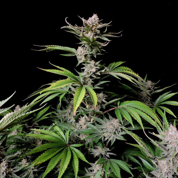 Cherry Cola Auto (FastBuds) feminizada
