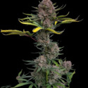 Gorilla Punch Auto (FastBuds) feminizada