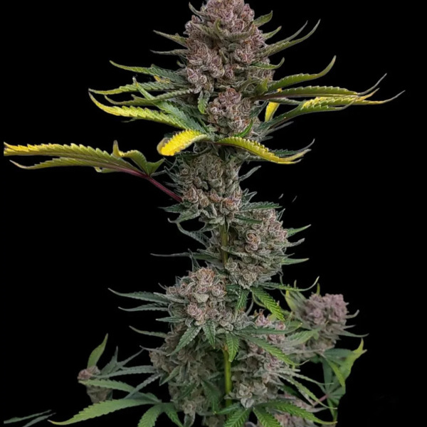 Gorilla Punch Auto (FastBuds) feminizada