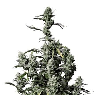 Gorilla Zkittlez Auto (FastBuds) feminizada