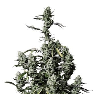 Gorilla Zkittlez Auto (FastBuds) feminizada