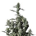 Gorilla Zkittlez Auto (FastBuds) feminizada