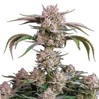 Strawberry Gorilla Auto (FastBuds) feminizada