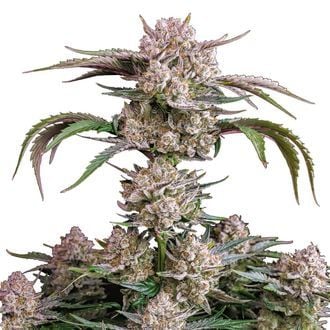 Strawberry Gorilla Auto (FastBuds) feminizada