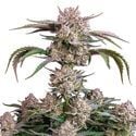 Strawberry Gorilla Auto (FastBuds) feminizada