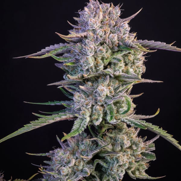 Strawberry Gorilla Auto (FastBuds) feminizada