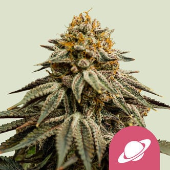 Royal Skywalker (Royal Queen Seeds) feminizada