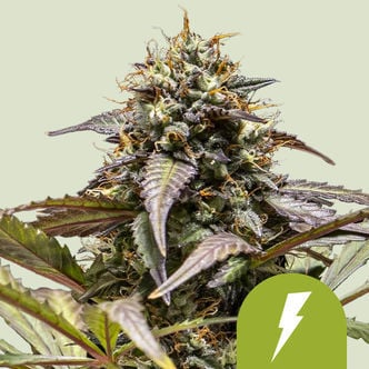 North Thunderfuck Automatic (Royal Queen Seeds) Feminizada