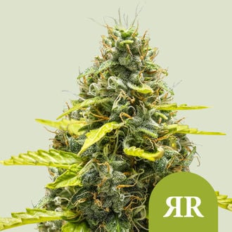 Royal Runtz Automatic (Royal Queen Seeds) feminizada