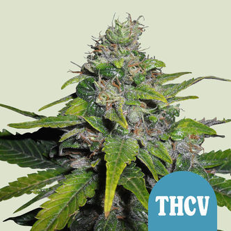 Royal THCV (Royal Queen Seeds) feminizada