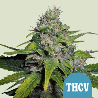 Royal THCV (Royal Queen Seeds) feminizada