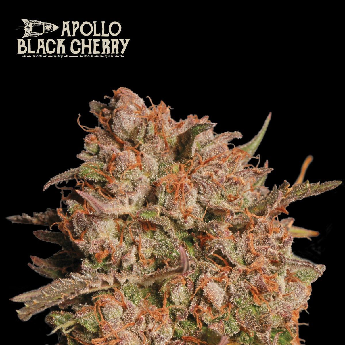 Apollo Black Cherry Auto | Seedstockers