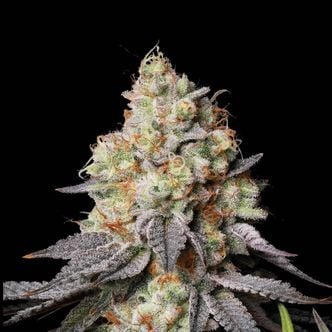 Panty Punch Auto (Seedstockers Superior)