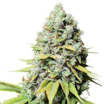 Kosher Haze (Super Sativa Seed Club) feminizada