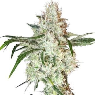 Lemon OG (Super Sativa Seed Club) feminizada