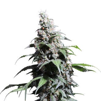 Pineapple Poison (Super Sativa Seed Club) feminizada