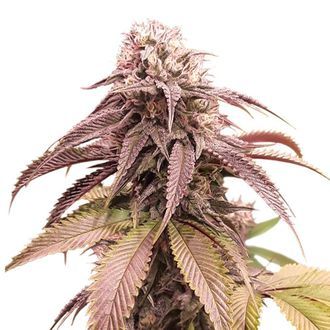 Strawberry Cookies (Super Sativa Seed Club) feminizada